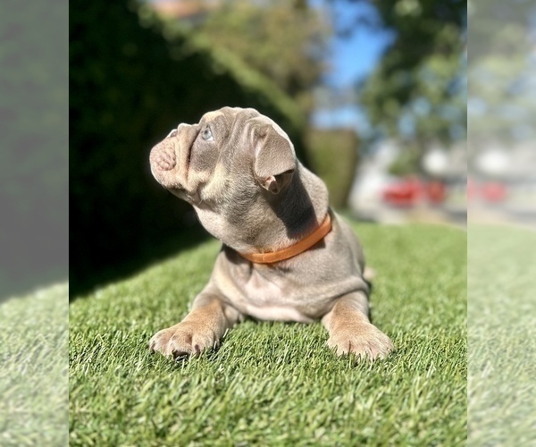 Medium Photo #19 English Bulldog Puppy For Sale in PORTOLA VALLEY, CA, USA