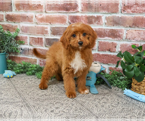 Cavapoo (Miniature) Puppy for sale in SYRACUSE, IN, USA