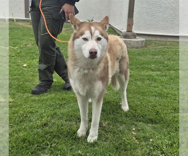 Medium Photo #1 Siberian Husky Puppy For Sale in Camarillo, CA, USA