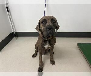 Medium Mastiff Mix