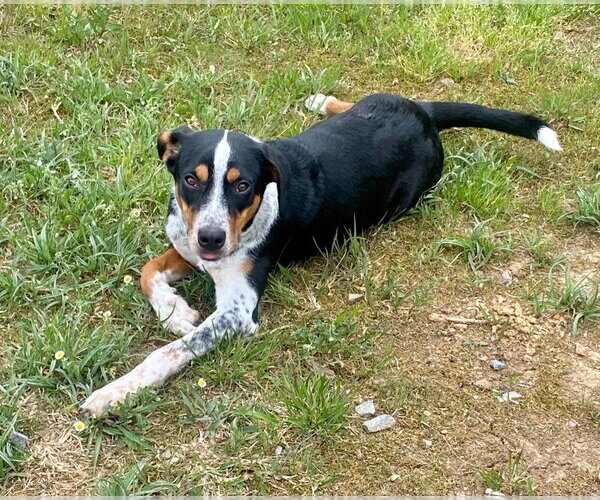 Medium Photo #4 Labrador Retriever Puppy For Sale in Bryant, AR, USA