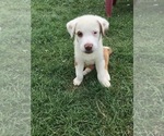 Puppy 2 Australian Shepherd