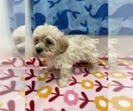 Small Photo #1 Maltipoo Puppy For Sale in HOPKINSVILLE, KY, USA