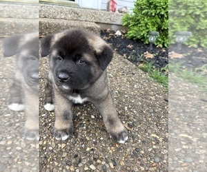 Medium Akita