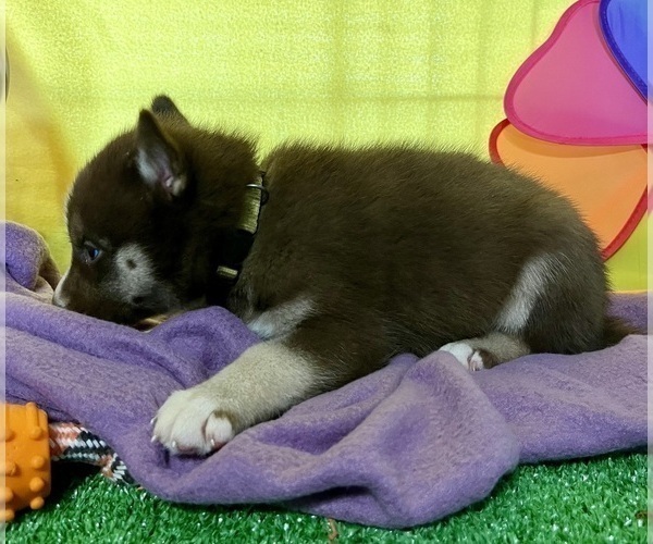Medium Photo #28 Siberian Husky Puppy For Sale in DEARBORN, MO, USA