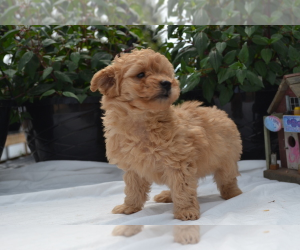 Medium Photo #5 Cavapoo (Miniature)-Poodle (Toy) Mix Puppy For Sale in GREENWOOD, WI, USA