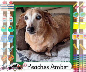 Dachshund Dogs for adoption in San Antonio, TX, USA