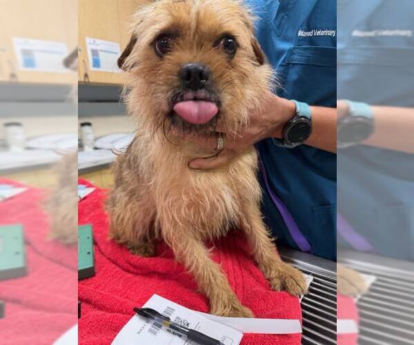 Medium Photo #8 Mutt Puppy For Sale in Corona, CA, USA