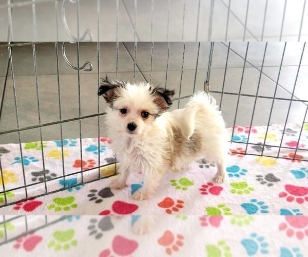 Medium Photo #10 Papitese Puppy For Sale in ORO VALLEY, AZ, USA