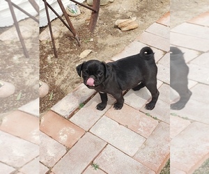 American Lo-Sze Pugg Puppy for sale in BRIGGSDALE, CO, USA