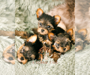 Yorkshire Terrier Litter for sale in WEST FARGO, ND, USA