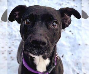 Labrador Retriever-Unknown Mix Dogs for adoption in Jefferson, WI, USA