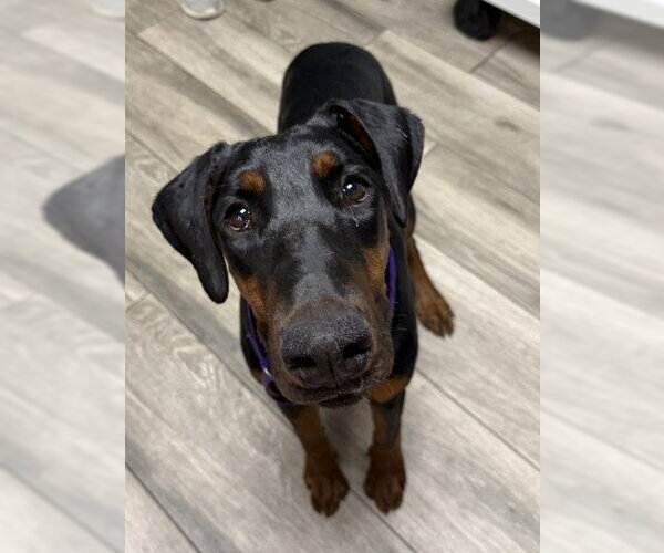 Medium Photo #1 Doberman Pinscher Puppy For Sale in Redlands, CA, USA