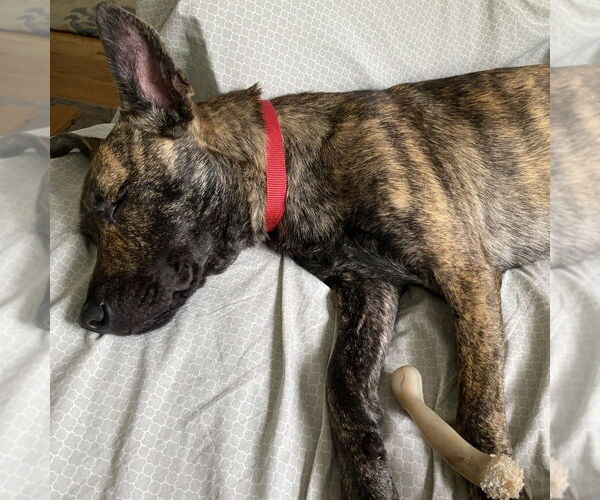 Medium Photo #8 Mutt Puppy For Sale in Canton, CT, USA