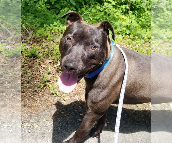Medium Photo #6 American Staffordshire Terrier-Labrador Retriever Mix Puppy For Sale in Thomasville, NC, USA