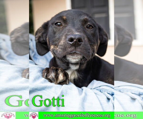 Medium Photo #18 Rottweiler-American Pit Bull Terrier Puppy For Sale in Pensacola, FL, USA