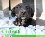 Small #17 Rottweiler-American Pit Bull Terrier