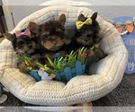 Small Photo #1 Yorkshire Terrier Puppy For Sale in PALMDALE, CA, USA