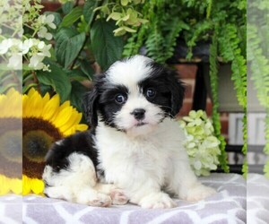 Shih-Poo Puppy for sale in GORDONVILLE, PA, USA
