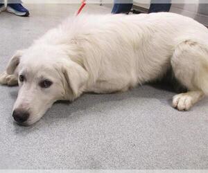 Pyrenees Husky Dogs for adoption in Orange, CA, USA