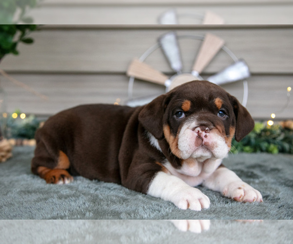 Medium Photo #10 Beabull Puppy For Sale in MILLERSBURG, OH, USA