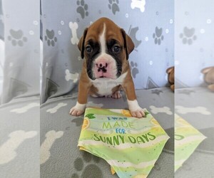 Boxer Puppy for Sale in POWDER SPRINGS, Georgia USA