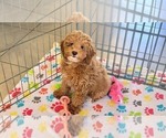 Small #1 Cock-A-Poo-Poodle (Miniature) Mix