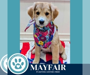 Australian Shepherd-Unknown Mix Dogs for adoption in Kimberton, PA, USA