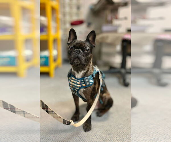 Medium Photo #1 Faux Frenchbo Bulldog Puppy For Sale in Dublin, OH, USA