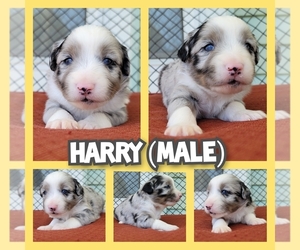 Miniature Australian Shepherd Puppy for sale in BONNE TERRE, MO, USA