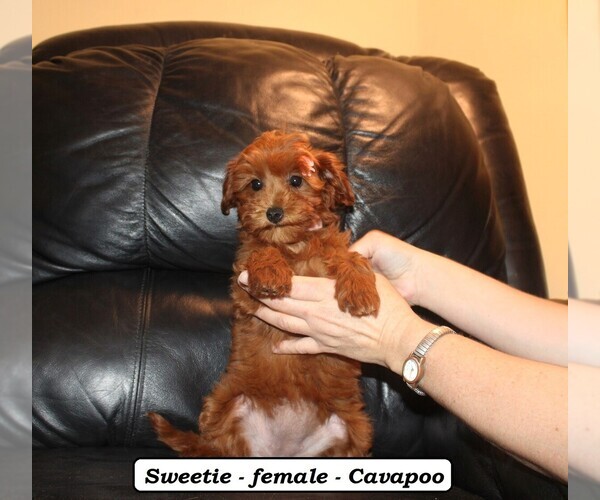 Medium Photo #5 Cavapoo (Miniature) Puppy For Sale in CLARKRANGE, TN, USA