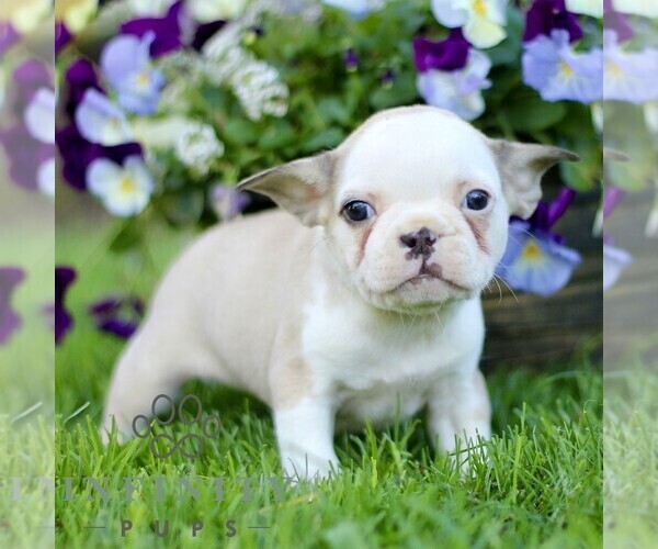 Medium Photo #3 French Bulldog Puppy For Sale in RONKS, PA, USA