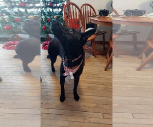 Navy *Help! I need a foster home!* - Female Mutt Dog for Adoption - Photo #4
