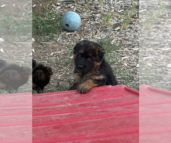 Medium Photo #3 German Shepherd Dog Puppy For Sale in WILDOMAR, CA, USA