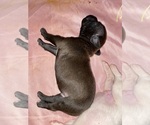 Puppy Little boy Blu American Pit Bull Terrier