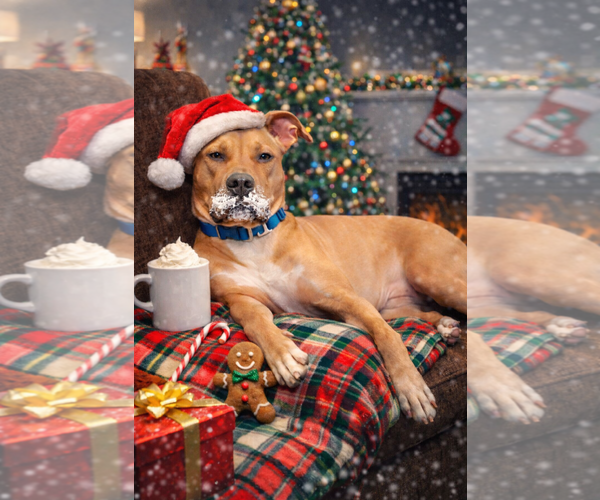 Medium Photo #11 American Pit Bull Terrier-Rhodesian Ridgeback Mix Puppy For Sale in Spotsylvania, VA, USA