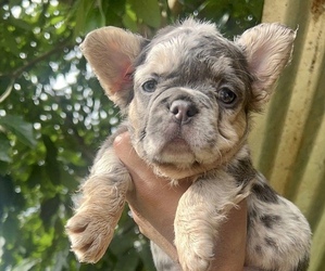 French Bulldog Puppy for sale in LAS VEGAS, NV, USA