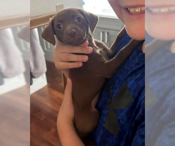 Medium Photo #4 Chihuahua-Unknown Mix Puppy For Sale in San Diego, CA, USA
