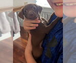 Small #3 Chihuahua Mix