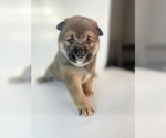 Small #6 Shiba Inu