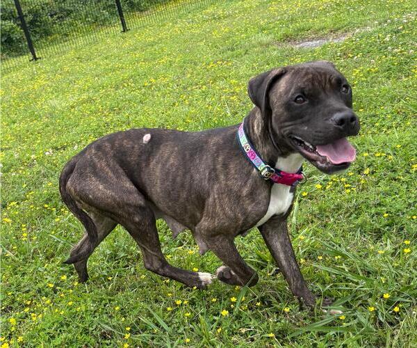 Medium Photo #5 American Pit Bull Terrier-Unknown Mix Puppy For Sale in Virginia Beach, VA, USA