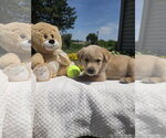 Small Photo #4 Golden Retriever-Unknown Mix Puppy For Sale in SHERBURNE, NY, USA