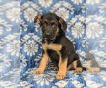 Small Photo #7 German Shepherd Dog Puppy For Sale in KIRKWOOD, PA, USA
