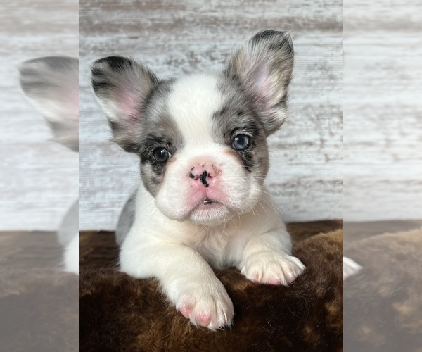 Medium Photo #3 French Bulldog Puppy For Sale in LAURENS, IA, USA
