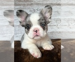 Small Photo #3 French Bulldog Puppy For Sale in LAURENS, IA, USA