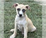 Small #1 Australian Shepherd Mix