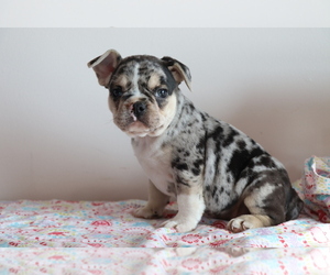 French Bulldog Puppy for sale in SHILOH, OH, USA