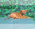 Small #3 American Pit Bull Terrier-Labrador Retriever Mix