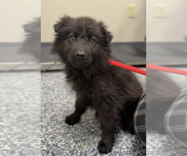 Medium Photo #2 Mutt Puppy For Sale in Bemidji, MN, USA