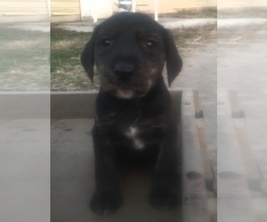 Beagle-Scottish Terrier Mix Puppy for sale in CADIZ, KY, USA